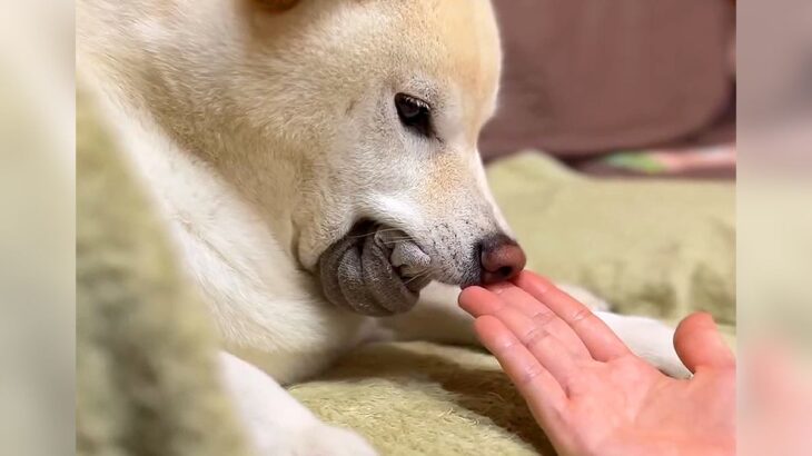 『使用後じゃないとダメなんです』靴下を必死に守る犬…まさかの『こだわり』に爆笑　癖が強い姿に注目集まる(ブログ)