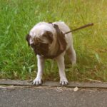 犬の歩き方に異常を引き起こす『ナックリング』とは？初期症状や対処法、予防法まで徹底解説(ブログ)