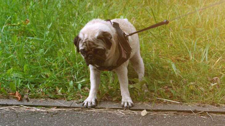 犬の歩き方に異常を引き起こす『ナックリング』とは？初期症状や対処法、予防法まで徹底解説(ブログ)