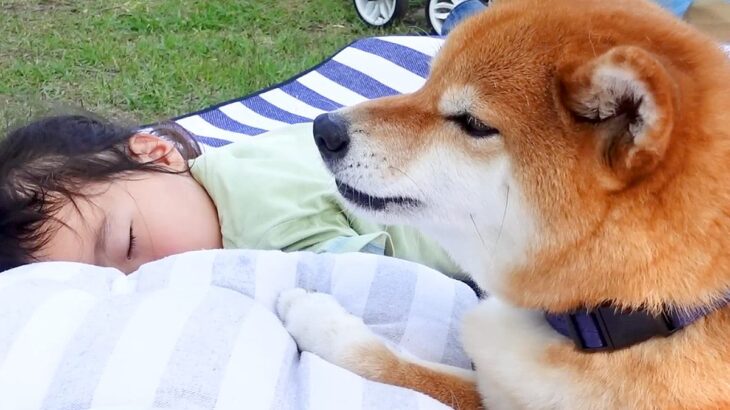 犬が3歳の女の子を守るため『ボディーガード』した結果…頼もしい『まさかの姿』が22万再生　眠気に耐えながらも見守る光景が健気すぎる(ブログ)