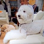 大型犬と一緒に『恐竜映画』を見た結果…まさかの『くぎ付けになる姿』が可愛すぎると192万再生「人間入ってますよね？」「表情豊か過ぎる」(ブログ)