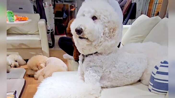 大型犬と一緒に『恐竜映画』を見た結果…まさかの『くぎ付けになる姿』が可愛すぎると192万再生「人間入ってますよね？」「表情豊か過ぎる」(ブログ)