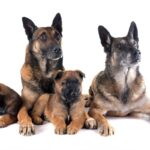 老犬と子犬を一緒に飼ってはいけないの？年齢差のある多頭飼いにおけるポイントと配慮すべきこと(ブログ)
