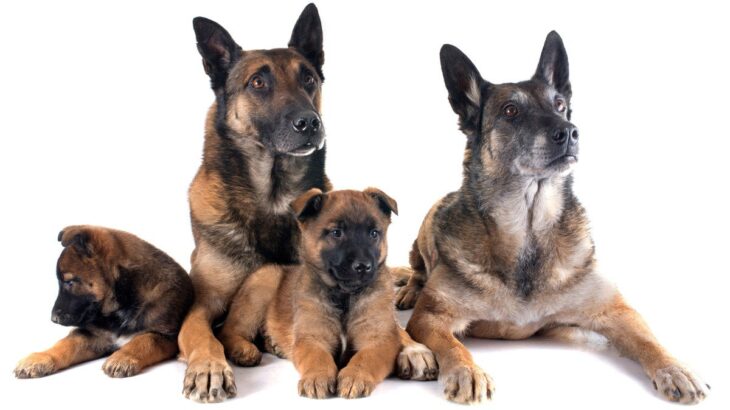 老犬と子犬を一緒に飼ってはいけないの？年齢差のある多頭飼いにおけるポイントと配慮すべきこと(ブログ)