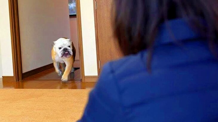 犬に『大好きなおばあちゃんが家にいるサプライズ』した結果…激しすぎる『熱烈歓迎』が60万再生「ばぁば逃げてｗ」「期待を裏切らない反応」(ブログ)