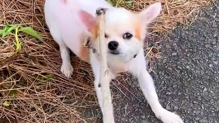犬の飼い主が末期がんに…誰も望んでいない『悲しすぎるお別れ』と『現在の姿』に涙が止まらない「見てるのが辛い」「残りの犬生は幸せに」(ブログ)
