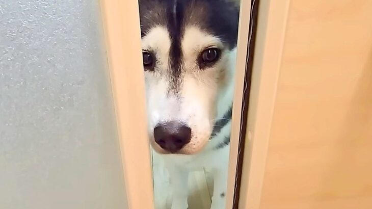 『お風呂中、犬に呼ばれたので付いていった』結果…目を疑う『まさかの大事件』が面白すぎると27万再生「右往左往してて優しいｗ」と爆笑(ブログ)