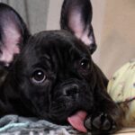 舐めるのをやめさせるべき『犬の体の部位』4つ　執拗に気にする理由とは？(ブログ)