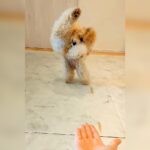 『犬にオテをさせようとしたら…』クセが強すぎる”衝撃的な行動”が面白いと227万再生「意気込みは伝わったｗｗ」「大空振りで草」と爆笑(ブログ)