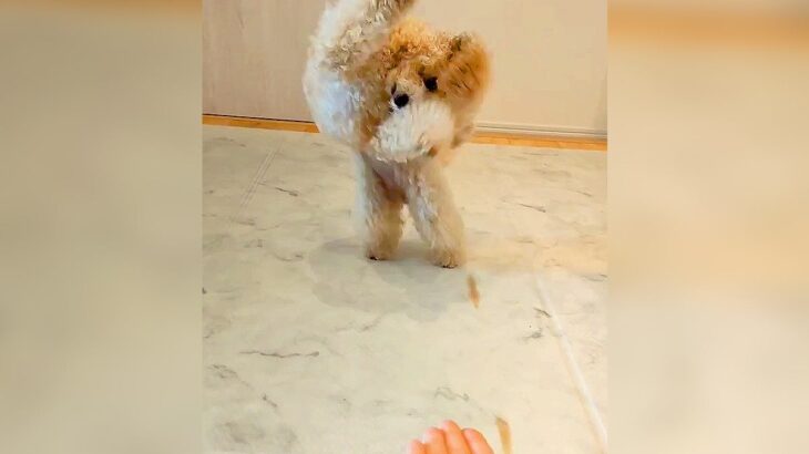 『犬にオテをさせようとしたら…』クセが強すぎる”衝撃的な行動”が面白いと227万再生「意気込みは伝わったｗｗ」「大空振りで草」と爆笑(ブログ)