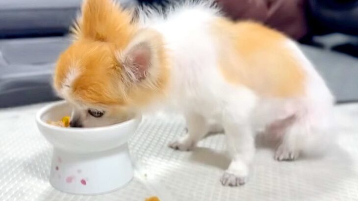 15歳のおじいちゃん犬にご飯をあげたら…言葉を失う『切なすぎる姿』に涙が止まらない「気持ち分かるよ」「応援したくなる」と2万再生の反響(ブログ)