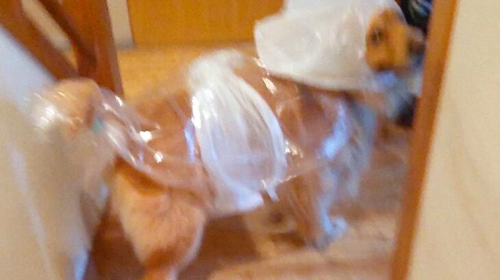 雨の日、母に『大型犬のお散歩』を頼んだ結果…衝撃的すぎる『自作カッパ姿』に大爆笑「犬種も分からんレベル」「吹いた」と8万3000いいね(ブログ)