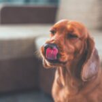 犬が誤飲すると死ぬもの４選　絶対に食べさせないためにすべき対策とは？(ブログ)