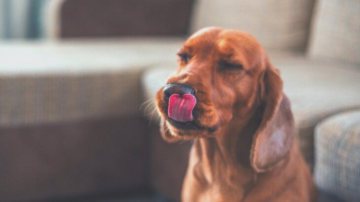 犬が誤飲すると死ぬもの４選　絶対に食べさせないためにすべき対策とは？(ブログ)