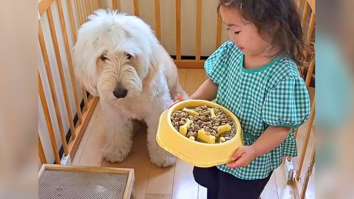 女の子が犬のご飯で『よし！』と合図を出した結果…可愛すぎるやり取りが11万再生「そーっと確認するの可愛すぎるｗ」「上目遣いたまらん」(ブログ)
