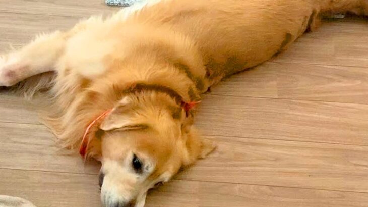 大型犬の『父と母のお出迎え』を比べた結果…まさかの『わかりやす過ぎる態度の違い』が面白いと21万再生「同じ犬と思えないｗ」「爆笑した」(ブログ)
