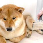 『抜け毛が多い犬種』5選　毛がたくさん抜ける理由や対処法までご紹介(ブログ)