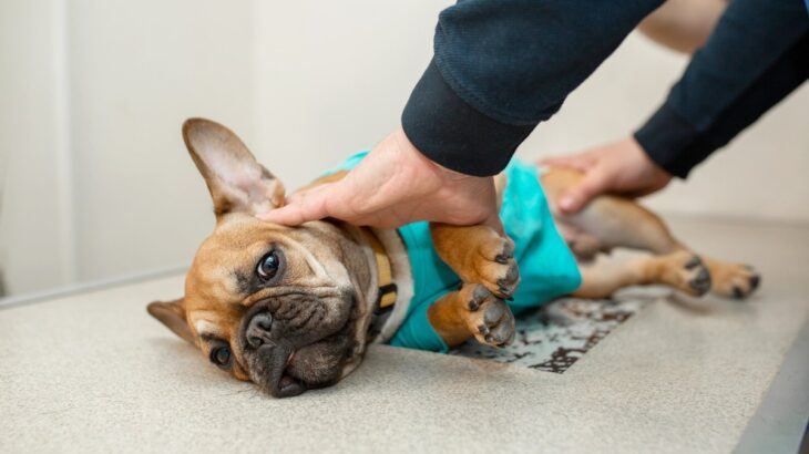 小型犬がかかりやすい病気3つ　その理由と病院へ行くべき初期症状や対処法などを解説(ブログ)