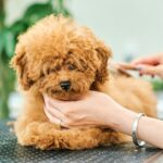 『ボサボサのトイプードル』を初めてトリミングした結果…可愛いビフォーアフターが1万6000再生「動くぬいぐるみ」「子犬なのにお利口」(ブログ)
