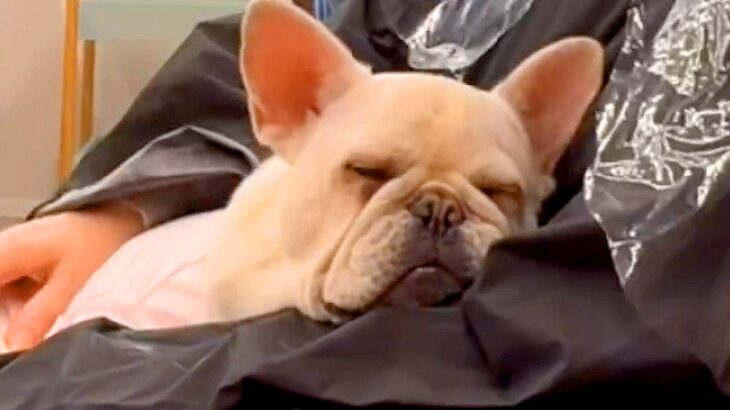 美容室に行ったら…まさかの『犬による接客』が羨ましすぎると58万6000再生「こねくり回されてて草」「可愛い…通いたくなる」と大絶賛(ブログ)