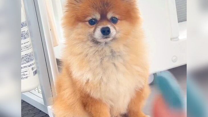『耳が聞こえない犬に手話をしたら』…まさかの『意志疎通する姿』が凄すぎると94万再生「幸せだね」「愛情はちゃんと伝わってる」と賞賛(ブログ)