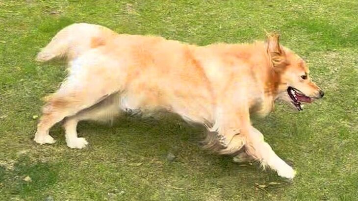 広いお庭を駆け回る大型犬…まるでジブリ映画のような光景が49万3000再生「ネコバスじゃなくてイヌバス」「幸せそう」と絶賛(ブログ)