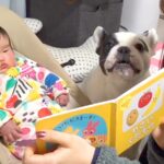 犬と赤ちゃんに『絵本の読み聞かせ』をしてみた結果…まさかの『一緒に読んでくれる姿』が16万再生「天才すぎる」「ちゃんとお話ししてる」(ブログ)