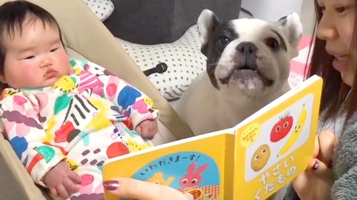 犬と赤ちゃんに『絵本の読み聞かせ』をしてみた結果…まさかの『一緒に読んでくれる姿』が16万再生「天才すぎる」「ちゃんとお話ししてる」(ブログ)