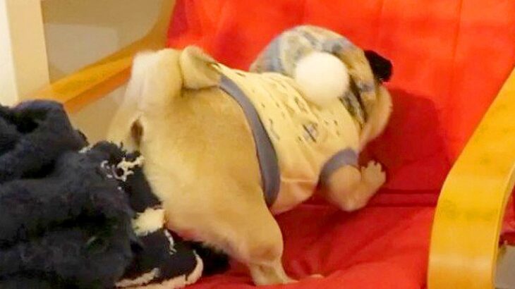 おやつが足りなかった犬…予想の遥か上を行く『ブチギレ方』が可愛すぎると20万再生「かわいすぎるふて腐れ方」「拗ね方最高ｗ」と絶賛(ブログ)