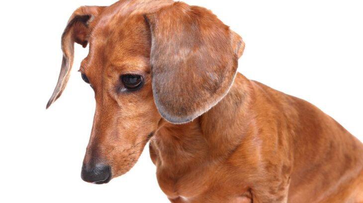 犬がうつむいているときの心理5つ　愛犬との信頼関係を強くさせる適切な対応とは(ブログ)