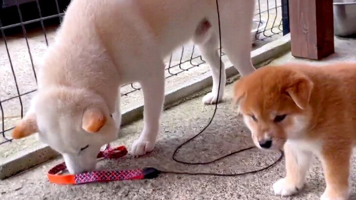 犬の親子が『感動の初対面を果たした』かと思ったら…なぜか子犬を避ける『まさかの理由』が18万再生「お察ししますｗ」「仕方ない」共感の声も(ブログ)