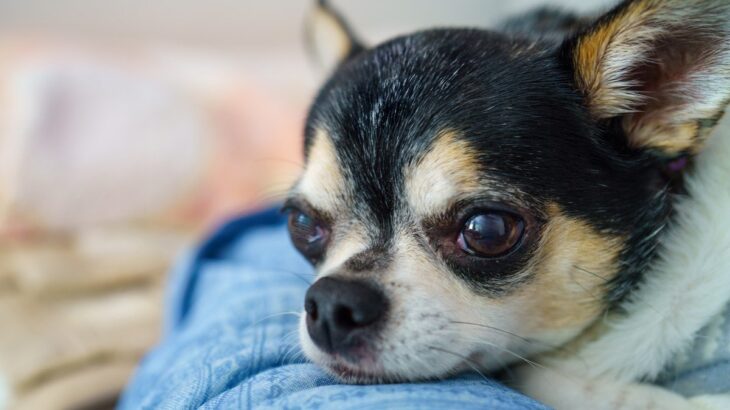 犬が飼い主に『あご乗せ』する心理4選　愛犬の気持ちに応えてあげるためにできることまで(ブログ)
