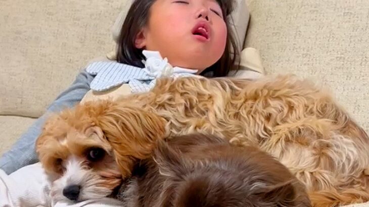 小さな女の子に寄り添う2匹の犬…『素晴らしい関係性』が垣間見れる光景が24万再生「可愛いの大渋滞」「穏やかで平和な世界」と話題(ブログ)