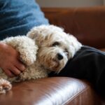 シニア犬が『甘えてくるようになる』４つの理由とは？飼い主が配慮するべき適切な対応方法までご紹介(ブログ)