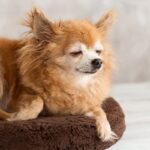 犬の『寿命が延びている』理由4つ　平均寿命は何歳ぐらい？長生きの秘訣までご紹介(ブログ)
