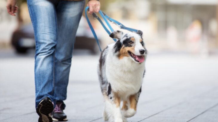犬にとって『最適な散歩コース』とは？選ぶ方法や抑えておくべきポイントを解説(ブログ)