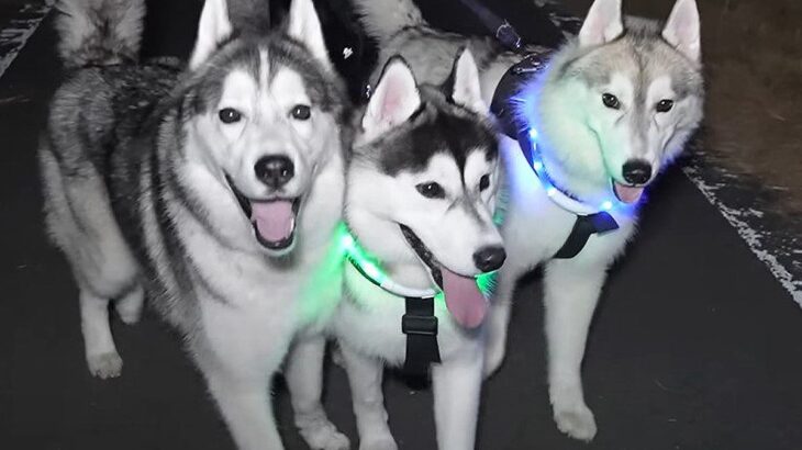 『3匹のハスキー犬』を同時にお世話した結果…想像以上に『大変な光景』が37万再生「迫力が凄いｗ」「大騒ぎで可愛すぎる」賞賛の声も(ブログ)