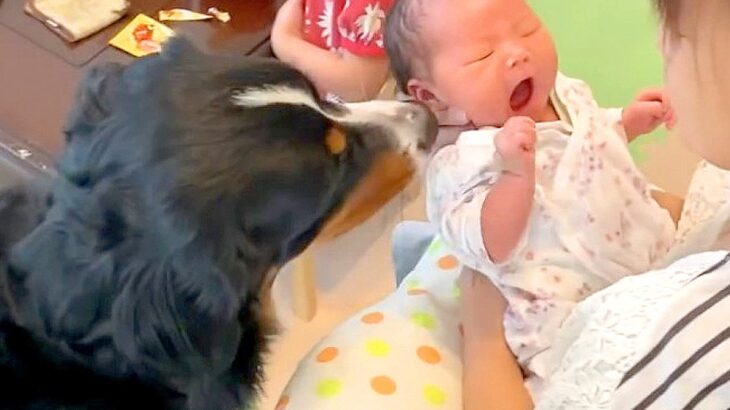 超大型犬が『生まれたばかりの赤ちゃん』にした行動…『お兄ちゃんの顔』をする姿が17万再生「守るべき存在ってわかってる」「みんな可愛い」(ブログ)