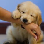 犬が『飼い主を噛む』理由5選　愛情表現の可能性も？噛み癖を直すためにできることまで(ブログ)