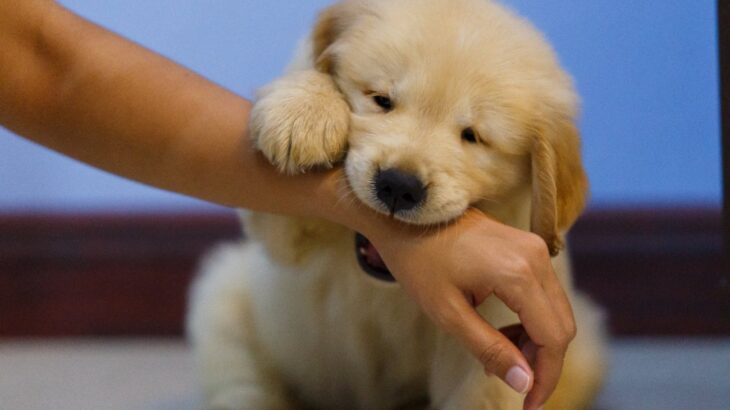犬が『飼い主を噛む』理由5選　愛情表現の可能性も？噛み癖を直すためにできることまで(ブログ)