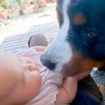 『世界一優しいチュウ』超大型犬と赤ちゃんの距離が縮まった結果…可愛すぎるスキンシップが16万再生「こんな優しいチュウある？」「丁寧で涙」(ブログ)
