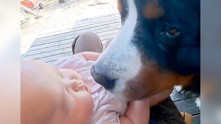 『世界一優しいチュウ』超大型犬と赤ちゃんの距離が縮まった結果…可愛すぎるスキンシップが16万再生「こんな優しいチュウある？」「丁寧で涙」(ブログ)