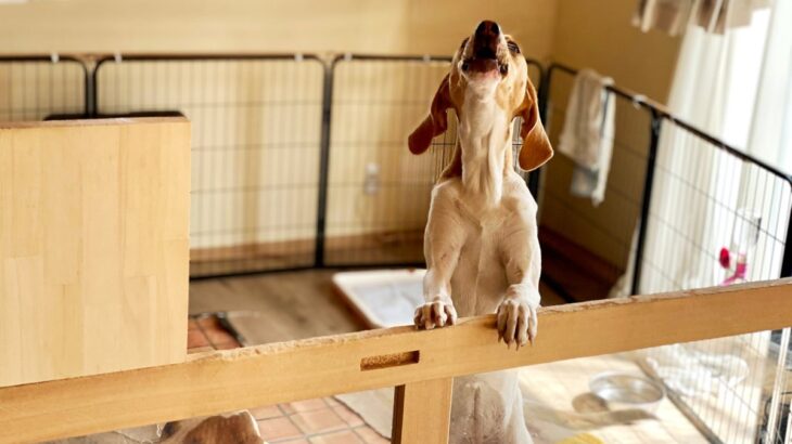 犬が『吠えているとき』の絶対NG行為5選　無駄吠えをやめさせるにはどうしたらいいの？(ブログ)