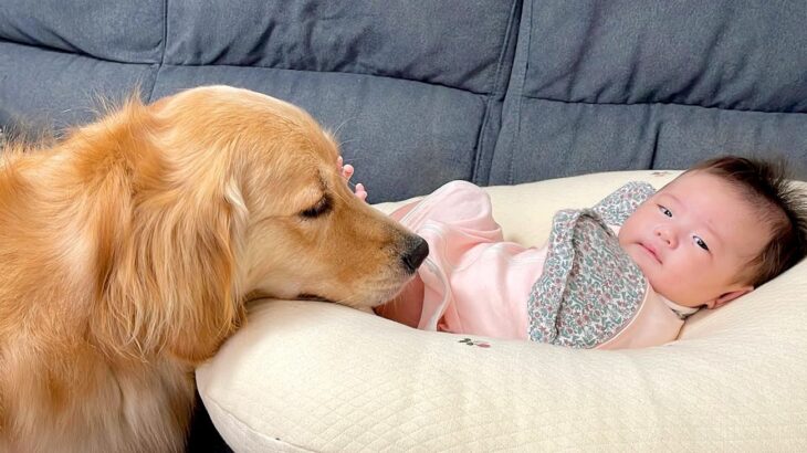朝、大型犬が一番に向かった先とは？…まさかの『赤ちゃんへの挨拶』が尊すぎると35万再生「第2のお母さん」「本当に優しいね」と大絶賛(ブログ)