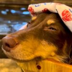犬を『温泉に入れてみた』結果…まさかの『即寝』する姿が可愛すぎると176万再生「天使ですか？」「ウットリ尊い」「本当に気持ち良さそう」(ブログ)