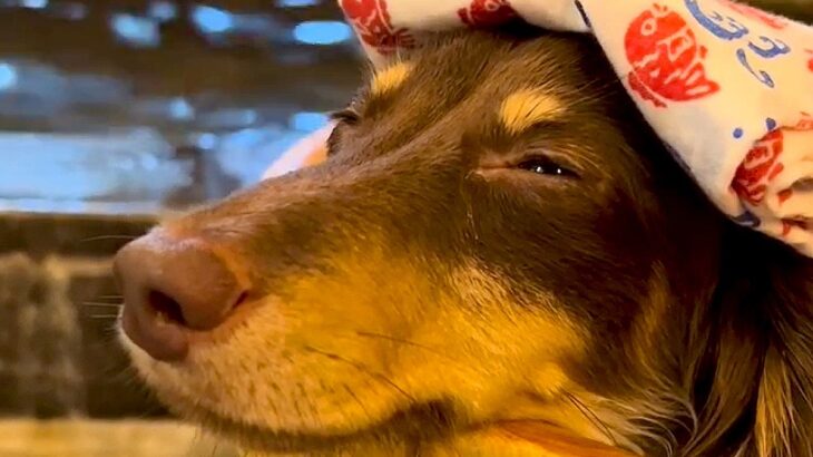 犬を『温泉に入れてみた』結果…まさかの『即寝』する姿が可愛すぎると176万再生「天使ですか？」「ウットリ尊い」「本当に気持ち良さそう」(ブログ)