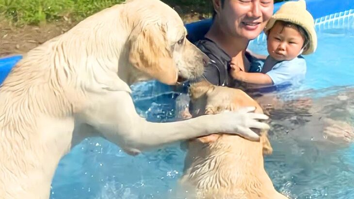 夏、プールに赤ちゃんと大型犬を一緒に入れた結果…想像以上の『大はしゃぎ』が最高過ぎると111万再生「やんちゃで可愛い」「幸せの縮図」(ブログ)