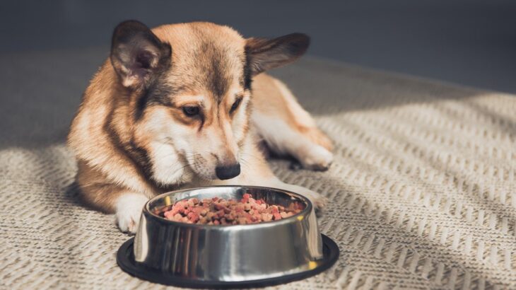 犬が夏に食欲減退してしまう3つの理由とは？夏バテ対策できるご飯の工夫やポイントを抑えておこう(ブログ)
