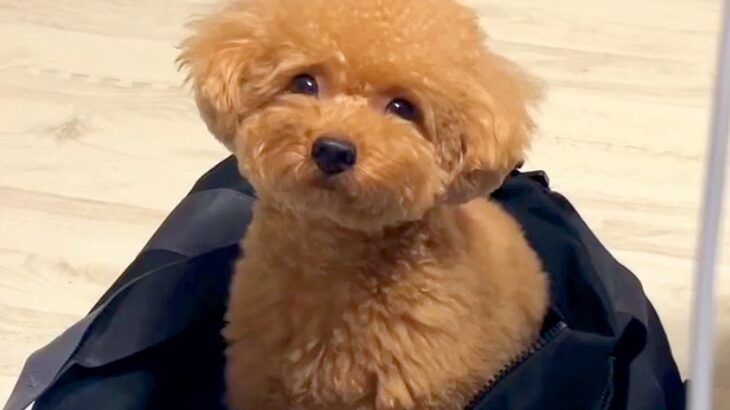 大好きなお母さんが入院…犬が見せた『切ない行動』が健気すぎると15万再生「一緒に行きたいんだね」「見つめるの可愛すぎる…」と悶絶の声(ブログ)