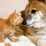 犬が子猫に『バンザイポーズ』で甘えられた結果…あまりの可愛さに『メロメロになる光景』が愛おしいと83万再生「優しいワンコ」「癒される」(ブログ)
